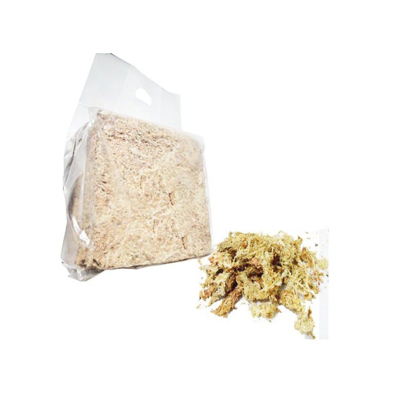 Sphaigne du chilli 1Kg Qualité Premium Sphaigne du chilli 1Kg Qualité Premium