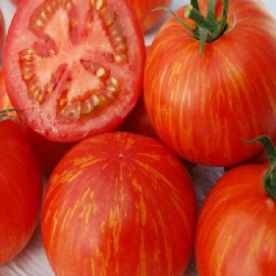 Tomates bigarées de mi-saison Skyreacher