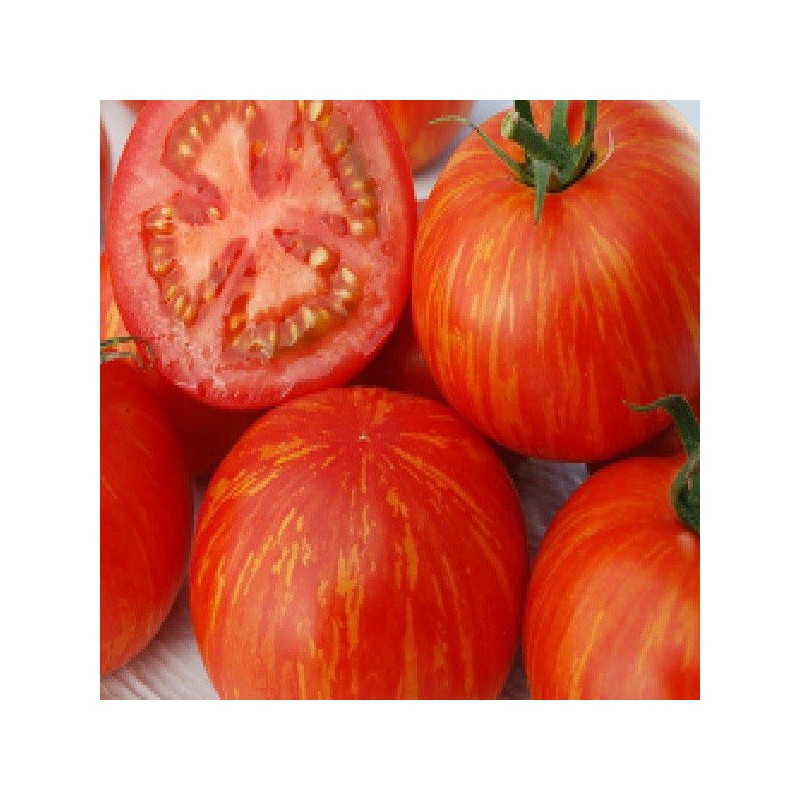 Tomates bigarées de mi-saison Skyreacher