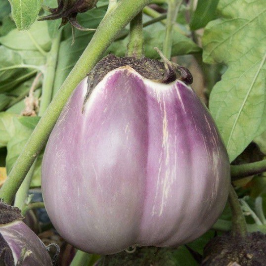 Aubergines Violette Pâle de Florence