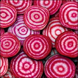 Betteraves De Chioggia