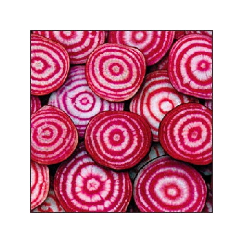 Betteraves De Chioggia