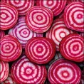 Betteraves De Chioggia