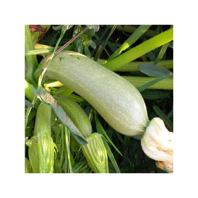 Courgettes Genovese
