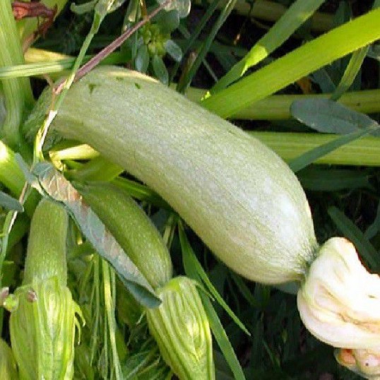 Courgettes Genovese