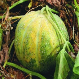 Melons Vert Grimpant