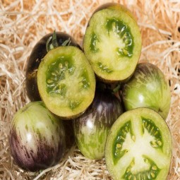 Tomates indigo de mi-saison Blue Green Zebra