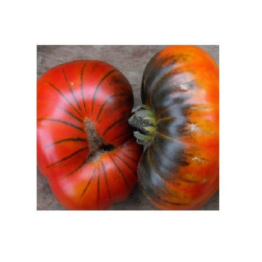 Tomates bigarées de mi-saison Siberian Tiger