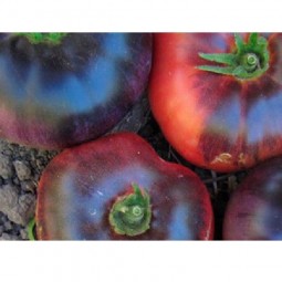 Tomates de mi-saison Blue Beauty
