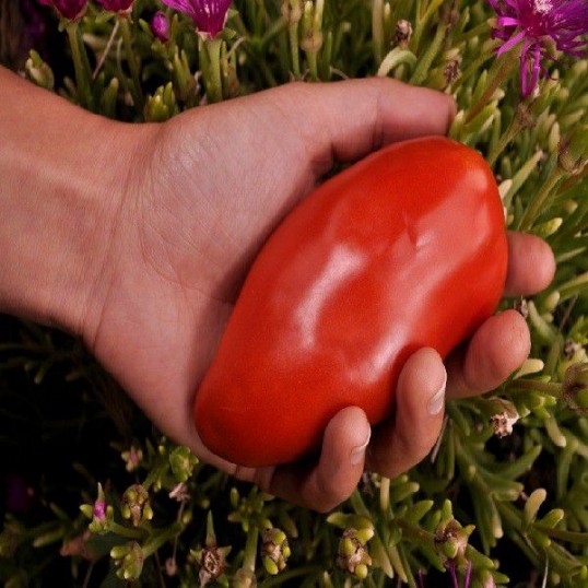 Tomates rouges de mi-saison Des Andes