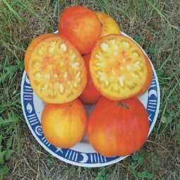 Tomates bigarées de mi-saison Mennonite German Gold