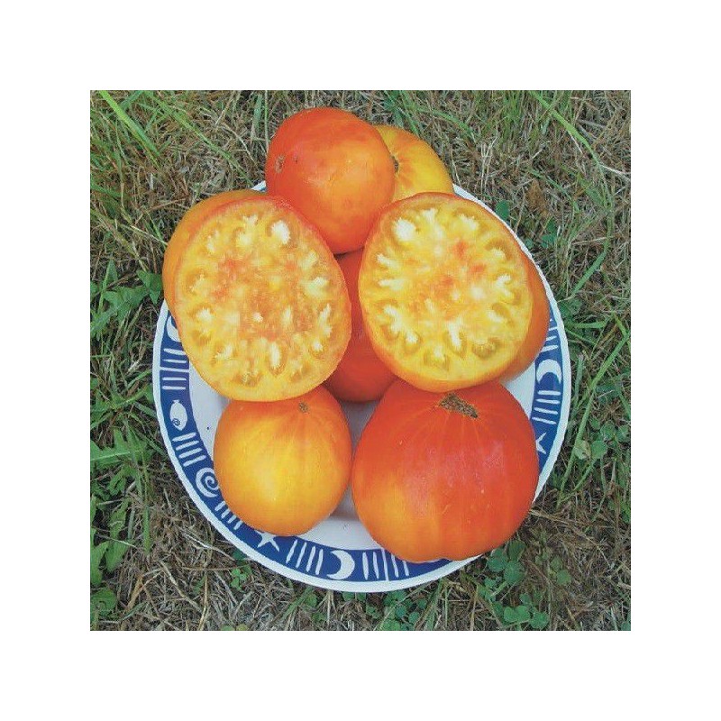 Tomates bigarées de mi-saison Mennonite German Gold