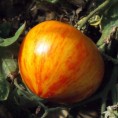 Tomates bigarées de mi-saison Copia