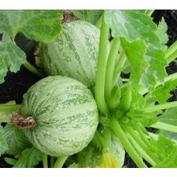 Courgettes Ronde de Nice