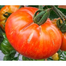 Tomates bigarrées de mi-saison Solar Flare