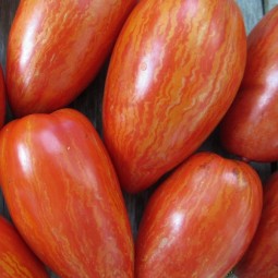 Tomates bigarrées de mi-saison Speckled Roman / Striped Roman