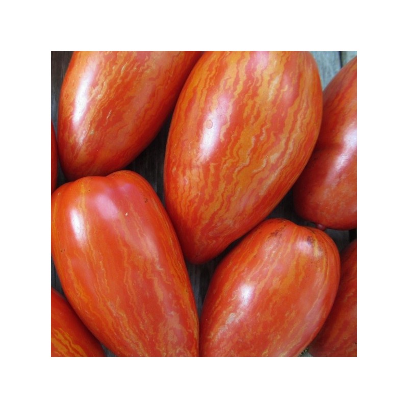 Tomates bigarrées de mi-saison Speckled Roman / Striped Roman