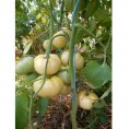 Tomates blanches de mi-saison Grosse Blanche