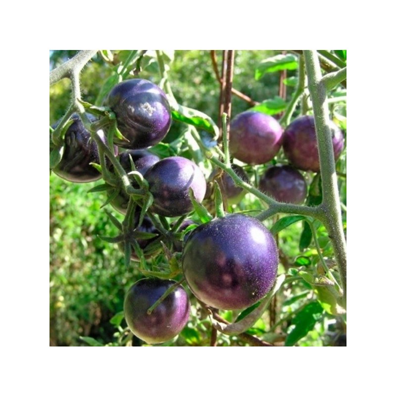 Tomates indigo précoces Bosque Blue