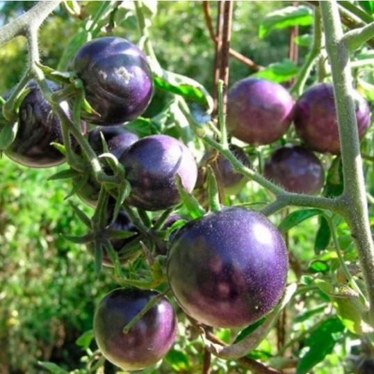 Tomates indigo précoces Bosque Blue