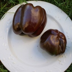 Piments doux / Poivrons Choco