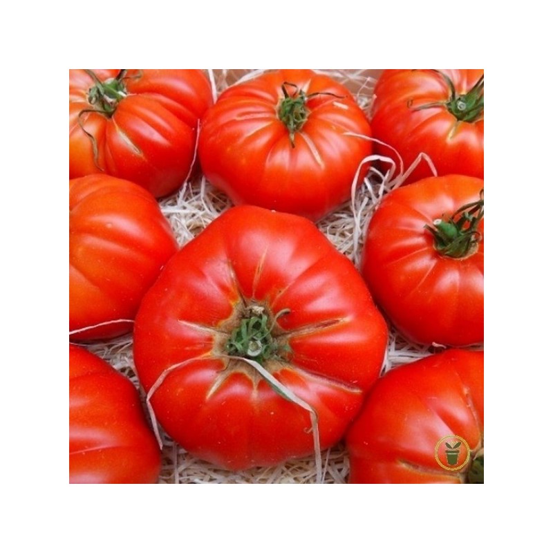 Tomates rouges précoces Marmande