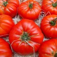 Tomates rouges précoces Marmande