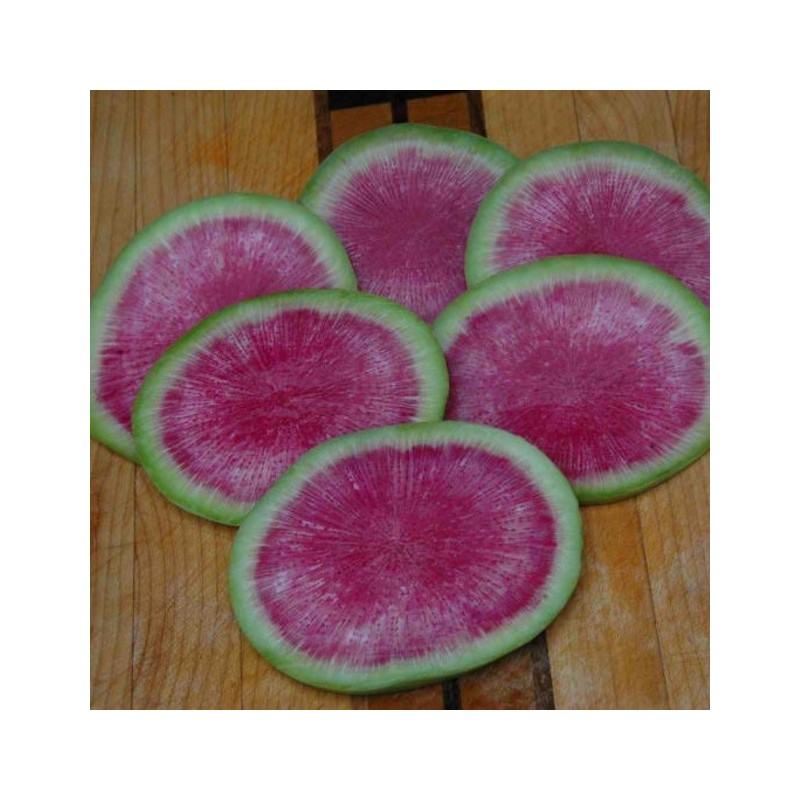 Radis Watermelon / Misato Rose