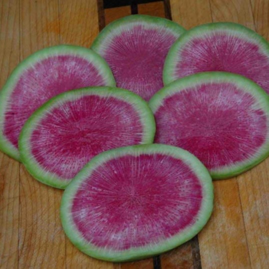 Radis Watermelon / Misato Rose