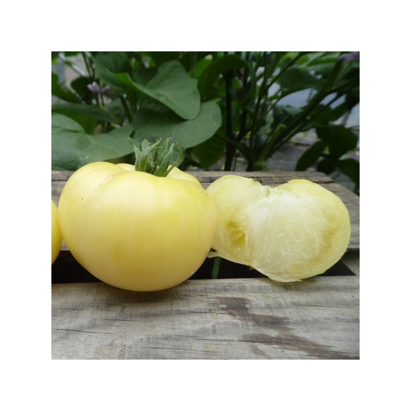 Tomates blanches de mi-saison Grosse Blanche