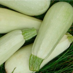 Courgettes Blanche de Trieste