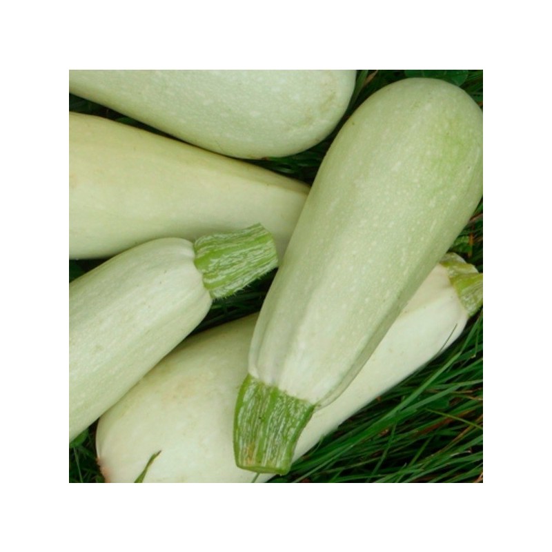 Courgettes Blanche de Trieste