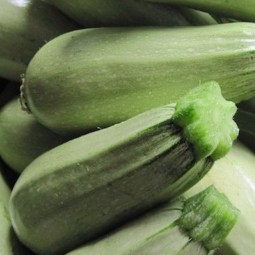 Courgettes Blanche de Virginie