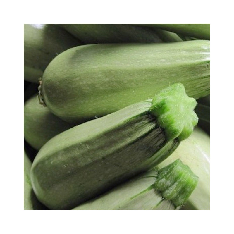 Courgettes Blanche de Virginie