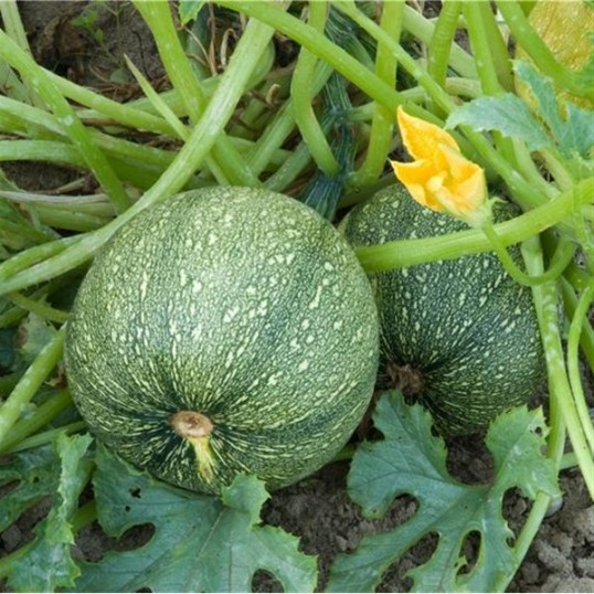 Courgettes Ronde de Nice