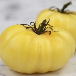 Tomates blanches de mi-saison Grosse Blanche