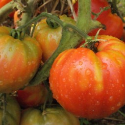 Tomates bigarrées de mi-saison Striped German