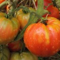 Tomates bigarrées de mi-saison Striped German