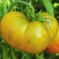 Tomates vertes de mi-saison Moldovan Green