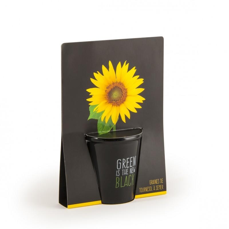 Kit de plantation black - Tournesol