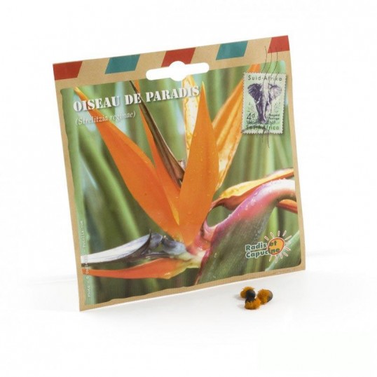 Graines d'Oiseau de Paradis Strelitzia en sachet