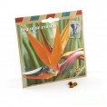 Graines d'Oiseau de Paradis Strelitzia en sachet