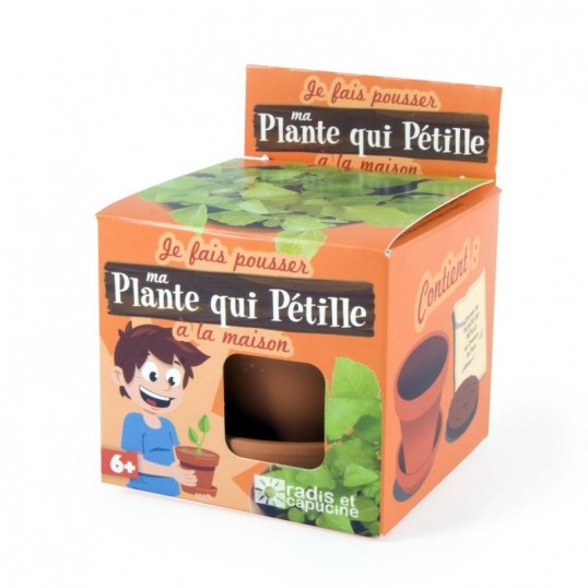 Plante qui pétille en pot de culture pour enfants