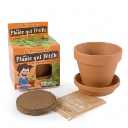 Plante qui pétille en pot de culture pour enfants