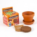 Graines de Tomate Cerise bio en pot de culture pour enfants