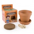 Graines de Cacahuètes en pot de culture pour enfants