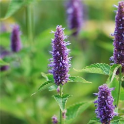 Agastache Rugosa AB