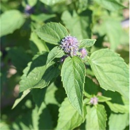 Agastache Rugosa AB