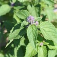 Agastache Rugosa AB