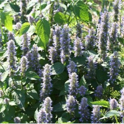 Agastache Rugosa AB